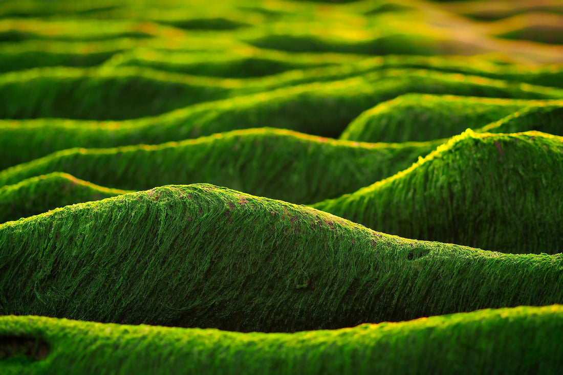 How to Choose Green Oil Paint Colors for Landscapes and Botanical Art