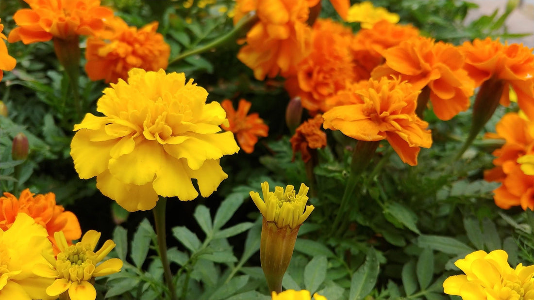 How to Use French Yellow Orange for Warm Color Mixtures