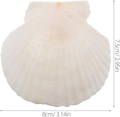 GLEAVI Scallop Shells for Crafts: 21pcs Natural Scallop Shells Bulk 3.14 Inch Sea Shell Decoration for Ocean Themed Parties and Home Decor