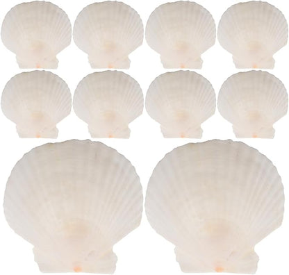 GLEAVI Scallop Shells for Crafts: 21pcs Natural Scallop Shells Bulk 3.14 Inch Sea Shell Decoration for Ocean Themed Parties and Home Decor