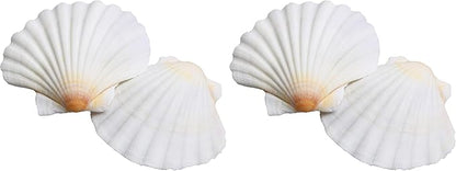 LUCKY BABY 16pcs Scallop Shells White Natural Sea Shells for Crafts 2.7-3.5 Inches Seashells for DIY Crafting Beach Wedding Home Decoration Baking (Pack of 2)