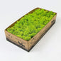 Preserved Reindeer Moss Natural Green DIY Kit Gardenning Art Wall Decor Florist Decor Easter Table Decor Wedding