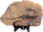 XINDAM Resin Dinosaur Fossil Statue Model Simulated Skeleton Home Office Display Decorative Craft Box Decoration (Style 1)