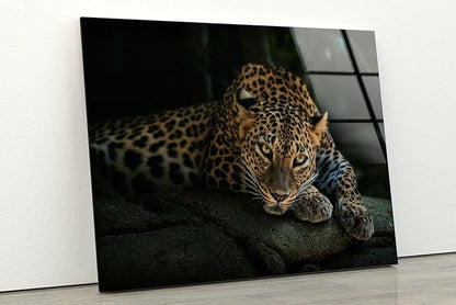 My Photostation.com 30Wx24H'' Fierce Leopard Glass Wall ArtTempered Glass Printing Wall Decor Large Wall Art Wall Hangings