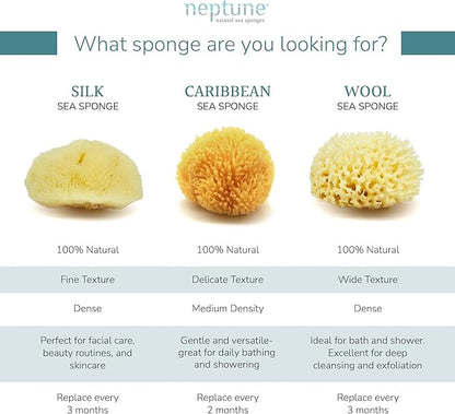 Neptune Caribbean Sea Sponge, Hand Cut, Medium, Approx. 5-6 inches