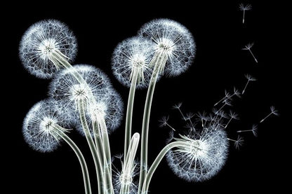 Empire Art Direct Frameless Free Floating Tempered Glass Panel Graphic Wall Art Ready to Hang, 32" x 48", Dancing Dandelions