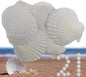 21Pcs Natural Scallop Sea Shells,Ocean Beach Seashells Perfect for Home Decoration, Art Craft, Vase Filler Fish Tank,Lion's Paw Baking Shells,Baking Shells for Serving Food (2.7-3.2inch)