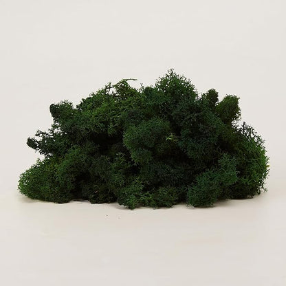 Preserved Reindeer Moss Natural Green DIY Kit Gardenning Art Wall Decor Florist Decor Easter Table Decor Wedding