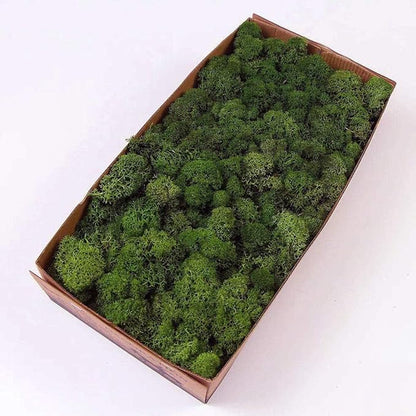 Preserved Reindeer Moss Natural Green DIY Kit Gardenning Art Wall Decor Florist Decor Easter Table Decor Wedding