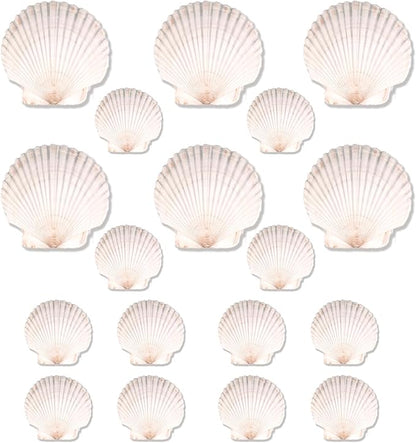 20PCS Natural Scallop Shells for Crafts & Baking - 6 Large (4-5in) & 14 Medium (2-3in) Seashells - DIY Painting, Beach Wedding Decor, Resin Art, Coastal Home Decoration, Party Centerpieces