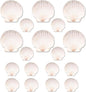 20PCS Natural Scallop Shells for Crafts & Baking - 6 Large (4-5in) & 14 Medium (2-3in) Seashells - DIY Painting, Beach Wedding Decor, Resin Art, Coastal Home Decoration, Party Centerpieces
