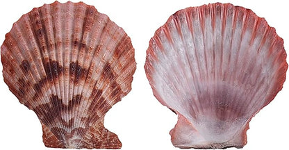 Colorful 50+ Pcs Scallop Shell Natural Mixed Color Seashells for Fish Tank Home Decorations Beach Theme Party Candle Making Wedding Decor DIY Crafts Vase Fillers