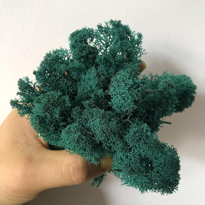 Preserved Reindeer Moss Natural Green DIY Kit Gardenning Art Wall Decor Florist Decor Easter Table Decor Wedding