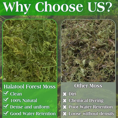 Halatool 6OZ Green Moss for Indoor Plants, 8QT Orchid Moss for Repotting, Forest Moss for Potted Plants, Real Moss for Succulent Carnivorous Houseplant Terrariums Garden Reptiles