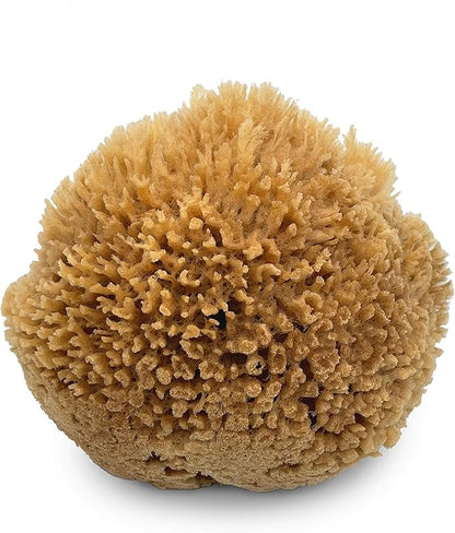 Natural Sea Wool Art Sponge: Premium Professional Grade 5"-6" Unbleached, Excellent for Painting, Decorating, Texturing, Sponging, Marbling Effects, Faux Finishes, Crafts & More by Lullingworth®