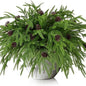 Watayo 10 Pcs Christmas Norfolk Pine Branches with Pine Cones, 19" Extra Length Fake Greenery Norfolk Pine Stems Sprigs, Artificial Xmas Branches Plants Pine Leaves for DIY Craft Garland Home Decor