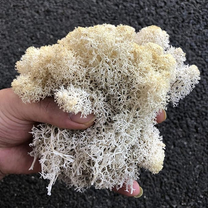 Preserved Reindeer Moss Natural Green DIY Kit Gardenning Art Wall Decor Florist Decor Easter Table Decor Wedding
