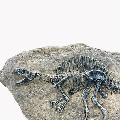 XINDAM Resin Spinosaurus Dinosaur Fossil Statue Model Simulated Skeleton Home Office Display Decorative Craft Box Decoration (Style 8)