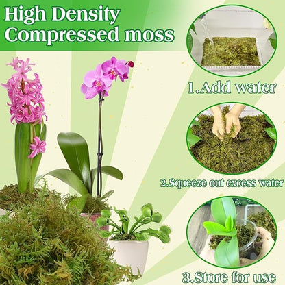 Halatool 6OZ Green Moss for Indoor Plants, 8QT Orchid Moss for Repotting, Forest Moss for Potted Plants, Real Moss for Succulent Carnivorous Houseplant Terrariums Garden Reptiles