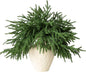 6Pcs Artificial Norfolk Pine Branches - 18" Realistic Faux Christmas Greenery Stems Fake Evergreen Cedar Picks Winter Greens for Vase DIY Crafts Garland Wreath Indoor Outdoor Holiday Decor