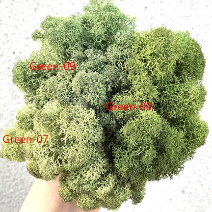 Preserved Reindeer Moss Natural Green DIY Kit Gardenning Art Wall Decor Florist Decor Easter Table Decor Wedding