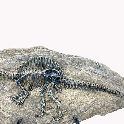 XINDAM Resin Spinosaurus Dinosaur Fossil Statue Model Simulated Skeleton Home Office Display Decorative Craft Box Decoration (Style 8)