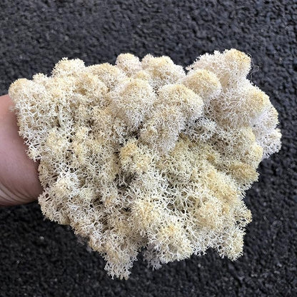 Preserved Reindeer Moss Natural Green DIY Kit Gardenning Art Wall Decor Florist Decor Easter Table Decor Wedding